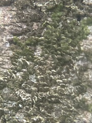 Frullania eboracensis