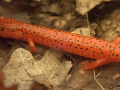 Pseudotriton ruber ruber
