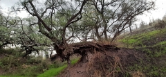 Schinus molle