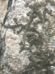 Frullania eboracensis