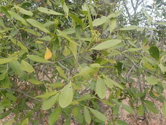 Coptosperma supra-axillare