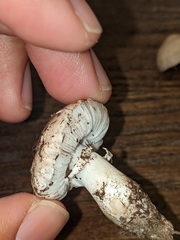 Leucoagaricus barssii