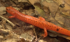 Pseudotriton ruber ruber