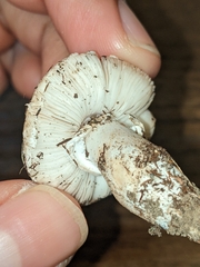 Leucoagaricus barssii