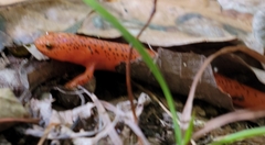 Pseudotriton ruber ruber