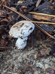 Leucoagaricus barssii
