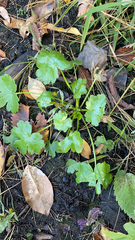 Ranunculus sceleratus