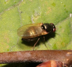 Calliopum