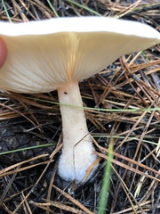 Infundibulicybe geotropa