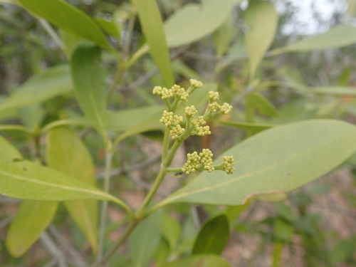 Image of Dune Butterspoon (Coptosperma littorale) by (c) agujaceratops, some rights reserved (CC BY)