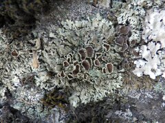 Xanthoparmelia conspersa