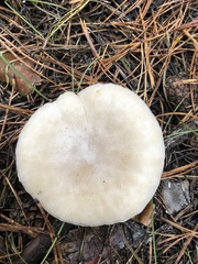 Infundibulicybe geotropa