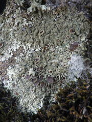 Xanthoparmelia conspersa
