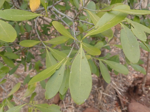 Image of Dune Butterspoon (Coptosperma littorale) by (c) agujaceratops, some rights reserved (CC BY)