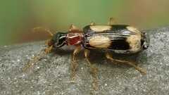 Dromius quadrimaculatus