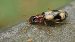 Dromius quadrimaculatus