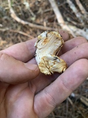 Cantharellus subalbidus