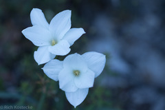Zephyranthes drummondii