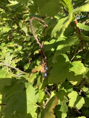Ribes divaricatum