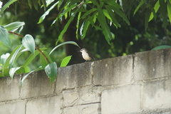 Campylorhynchus griseus