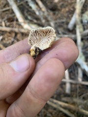 Cantharellus subalbidus