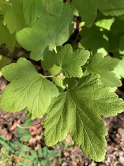 Ribes divaricatum