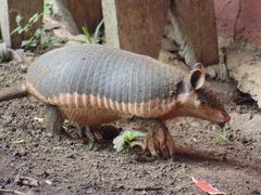 Cabassous unicinctus