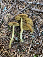 Cortinarius holoxanthus