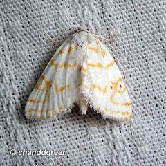 Patissa fulvosparsa
