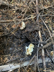 Cantharellus subalbidus