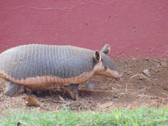 Cabassous unicinctus