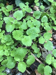 Lamium