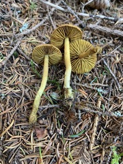 Cortinarius holoxanthus