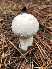 Lycoperdon