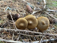 Cortinarius holoxanthus
