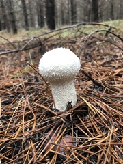 Lycoperdon