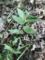 Dichanthelium commutatum