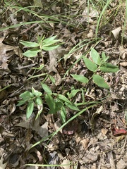 Dichanthelium commutatum