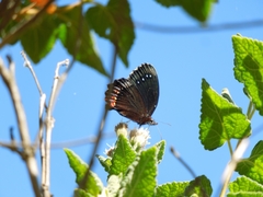 Gyrocheilus patrobas