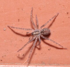 Tegenaria