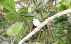 Camaroptera brachyura