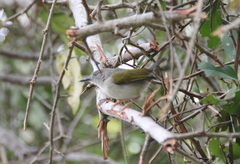 Camaroptera brachyura