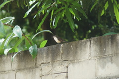 Campylorhynchus griseus