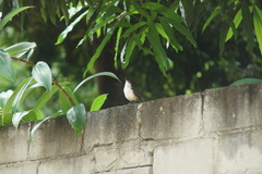 Campylorhynchus griseus