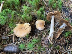 Cortinarius neofurvolaesus