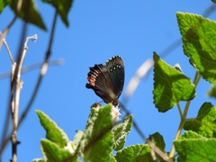 Gyrocheilus patrobas