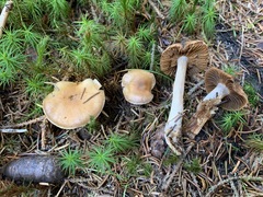 Cortinarius neofurvolaesus