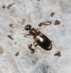 Hirticomus hispidus