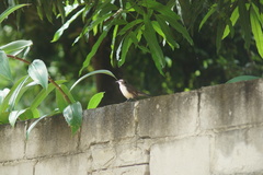 Campylorhynchus griseus