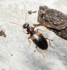 Hirticomus hispidus